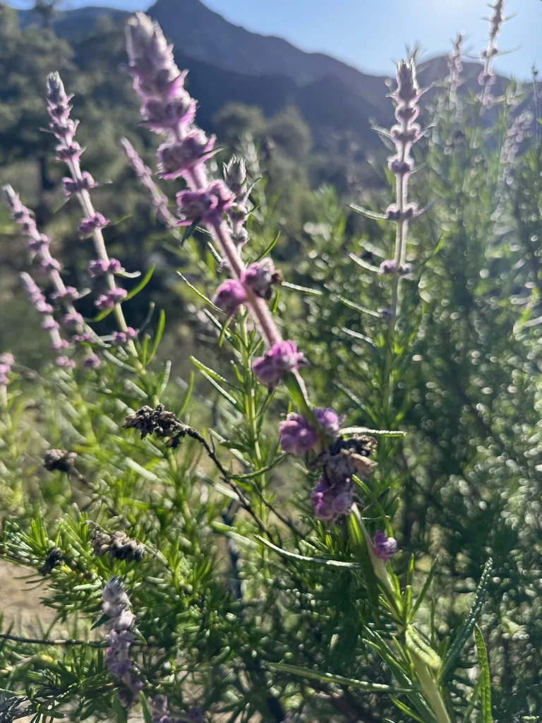 Trichostema Lanatum
