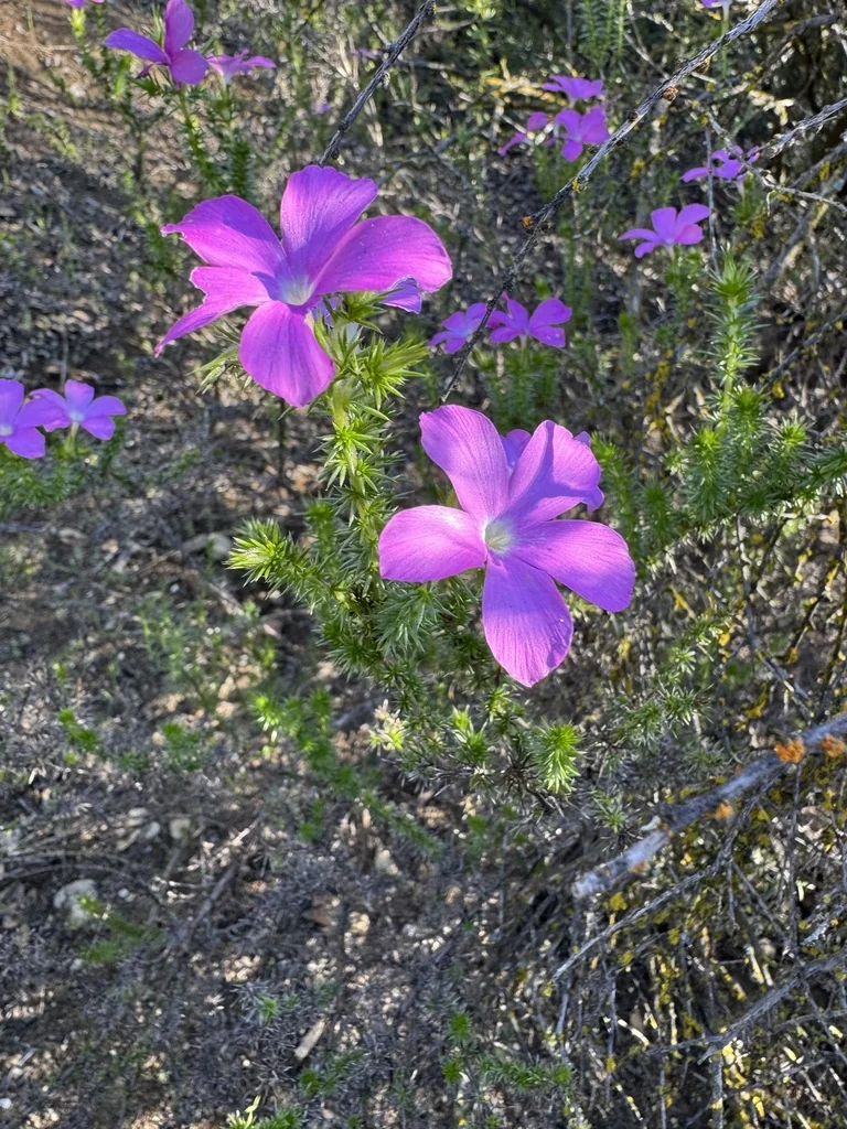 Linanthus Californicus
