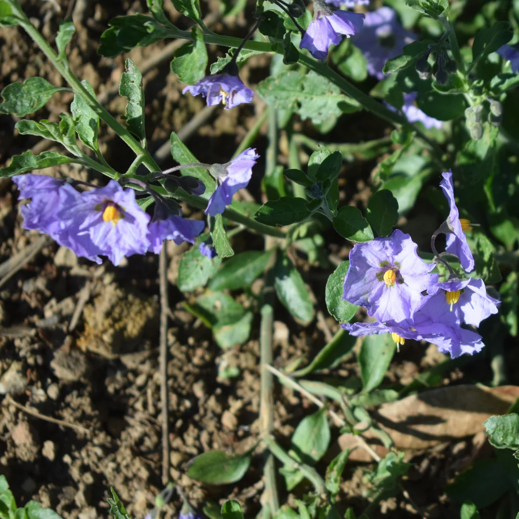 Solanum Umbelliferum