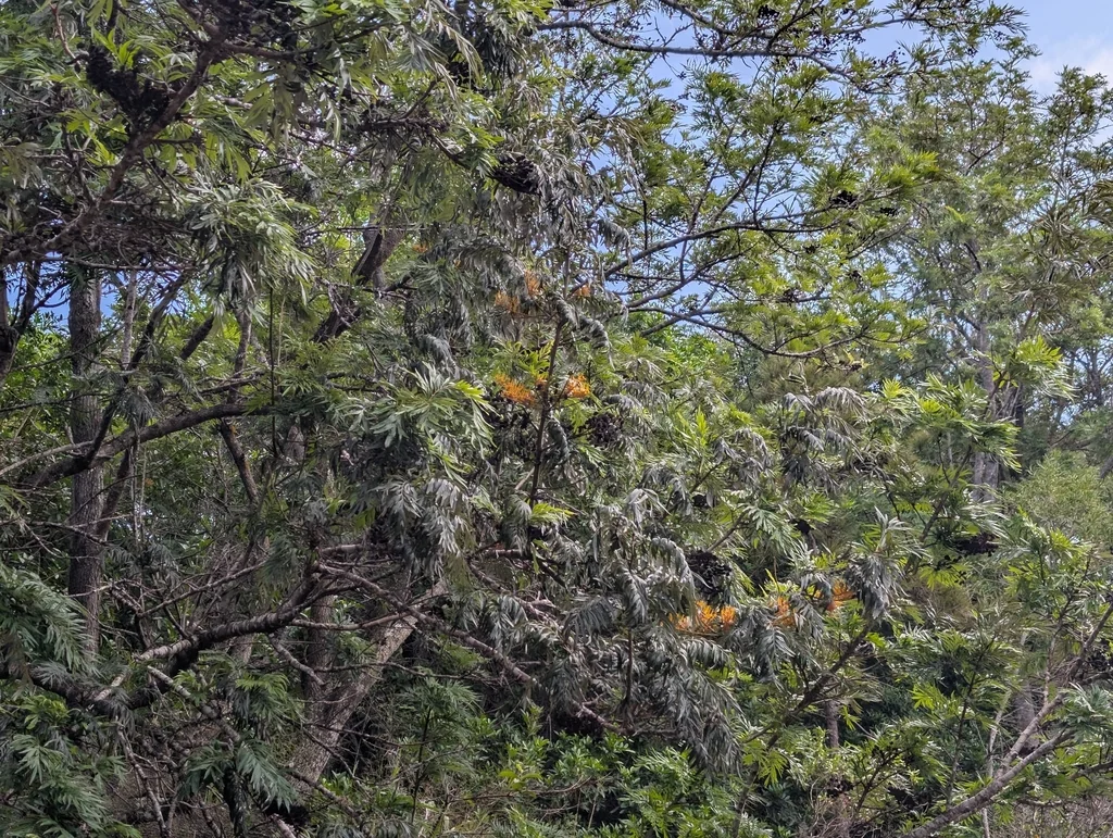 Grevillea Robusta