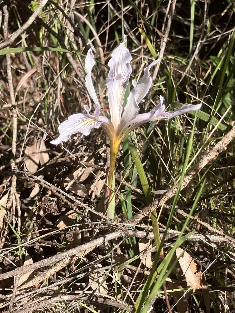 Iris Macrosiphon