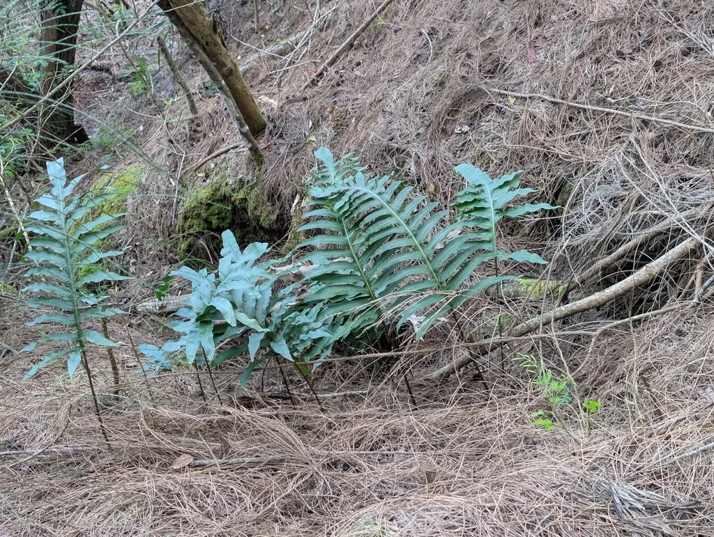 Phlebodium Aureum