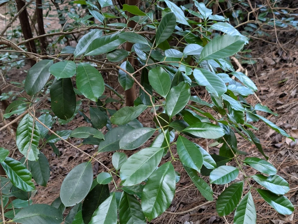 Psidium Cattleianum