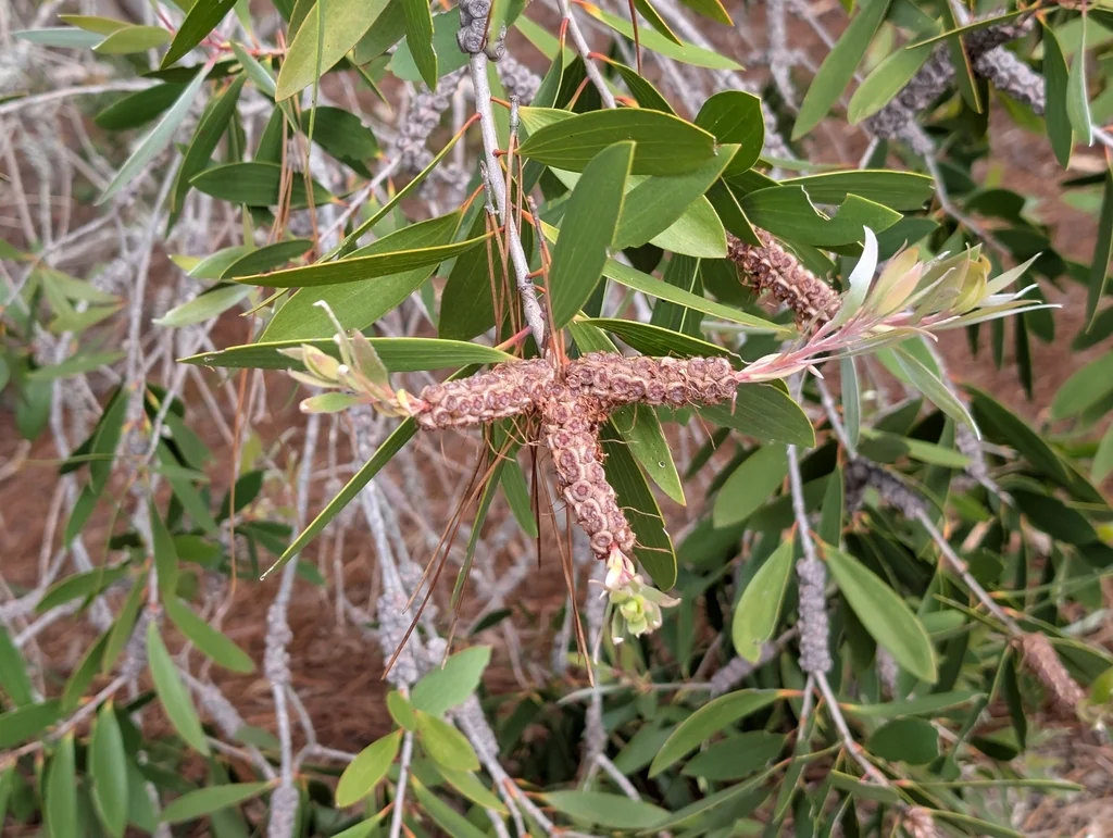 Melaleuca Quinquenervia