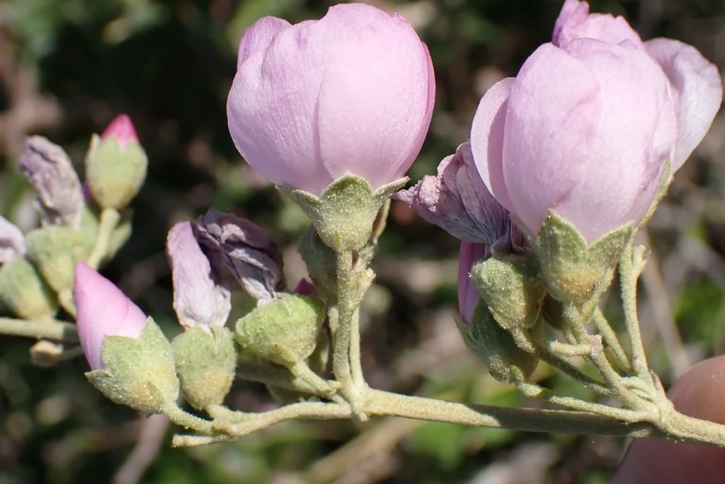 Malacothamnus Fasciculatus
