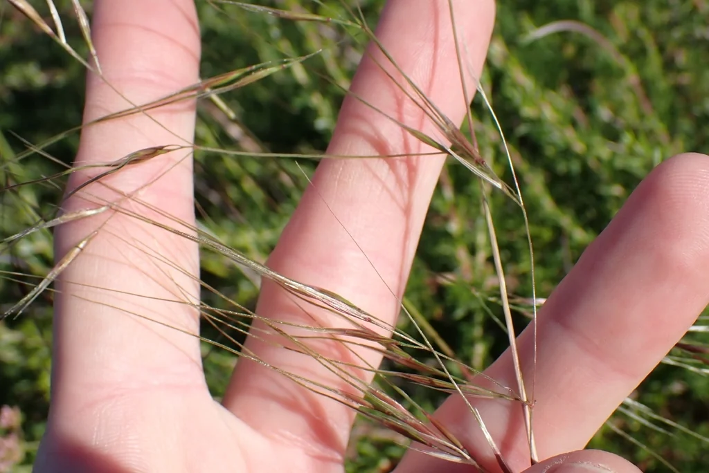 Nassella Pulchra