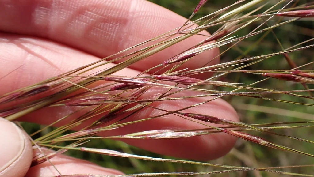 Nassella Pulchra