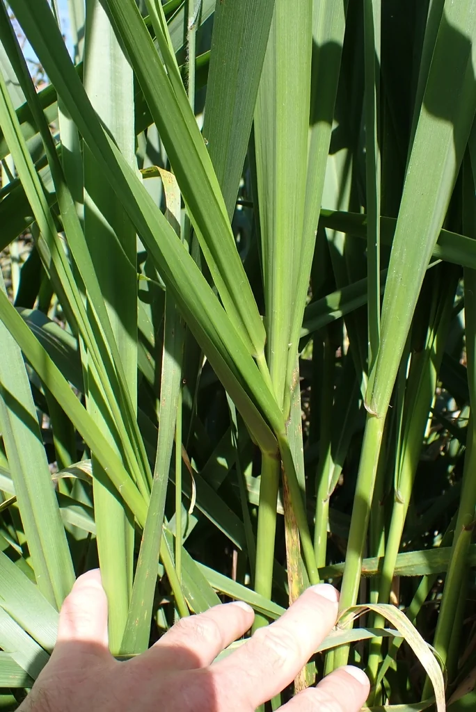 Leymus Condensatus