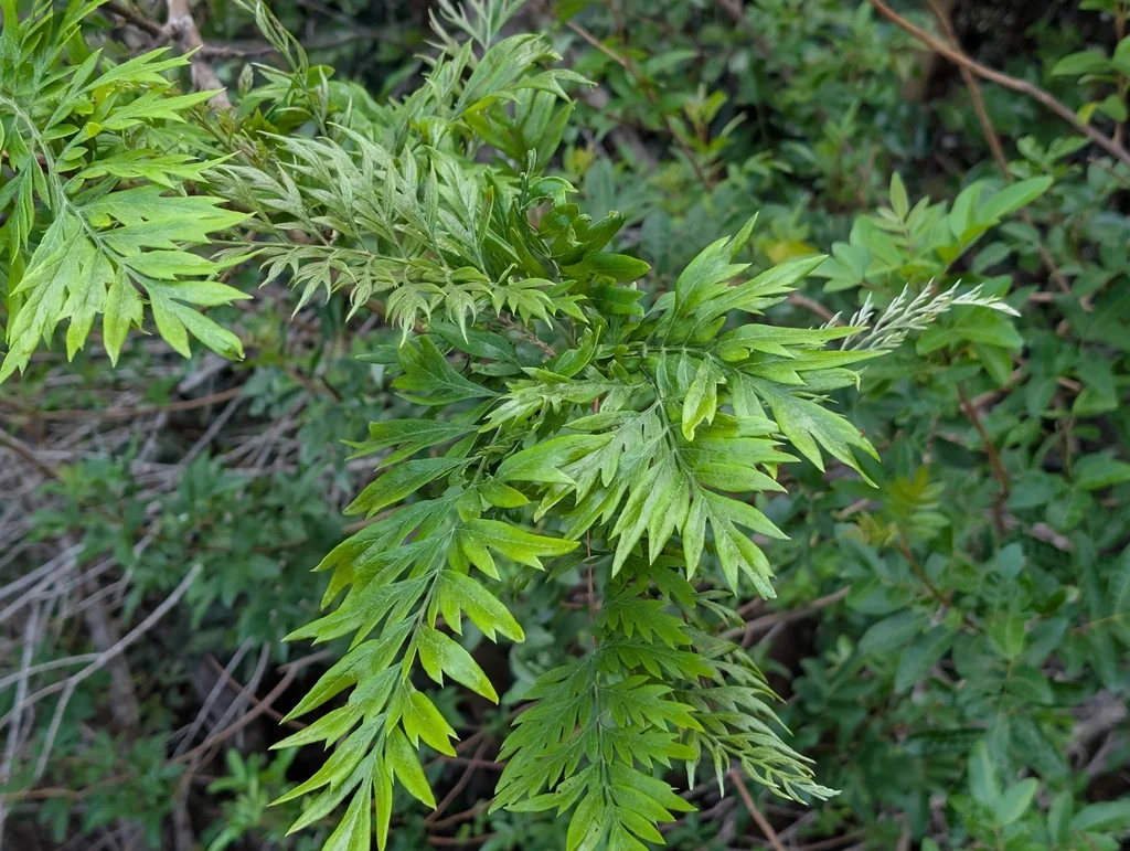 Grevillea Robusta