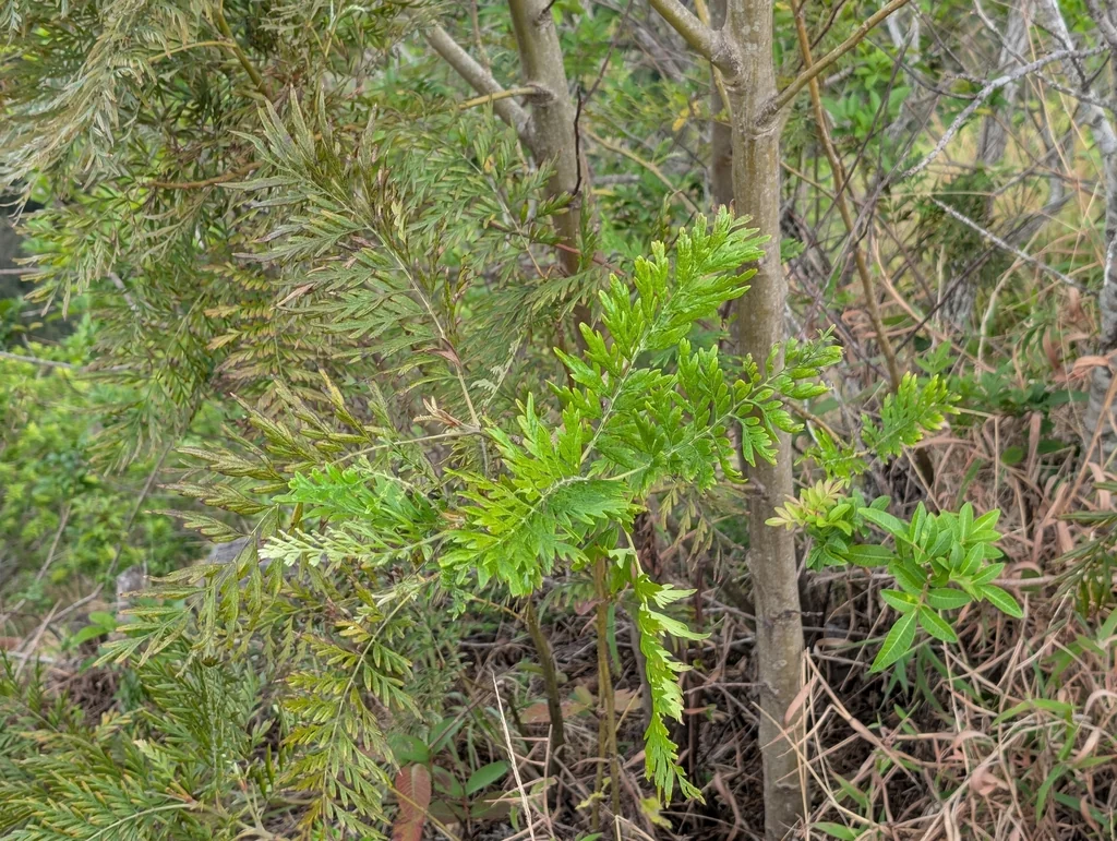 Grevillea Robusta