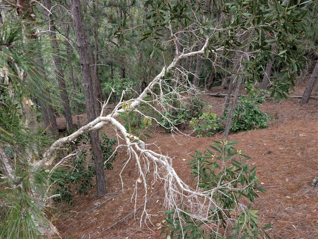 Melaleuca Quinquenervia