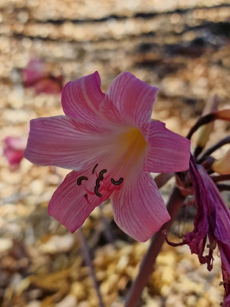 Amaryllis Belladonna
