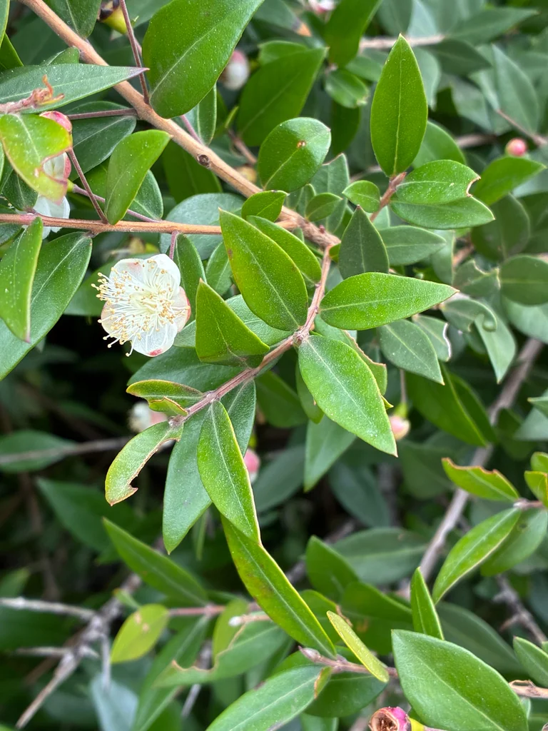 Myrtus Communis