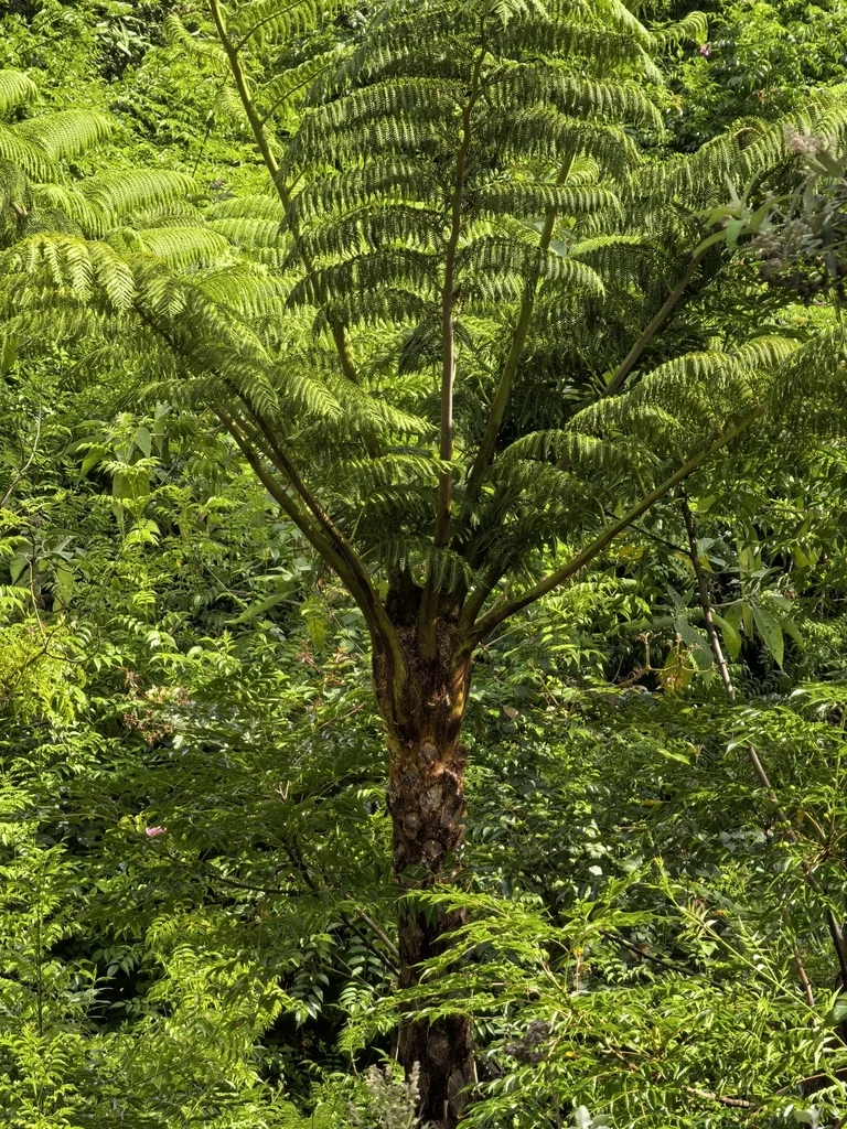 Cyathea cooperi