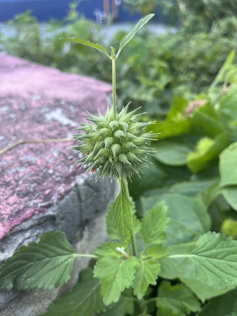 Leonotis Nepetifolia