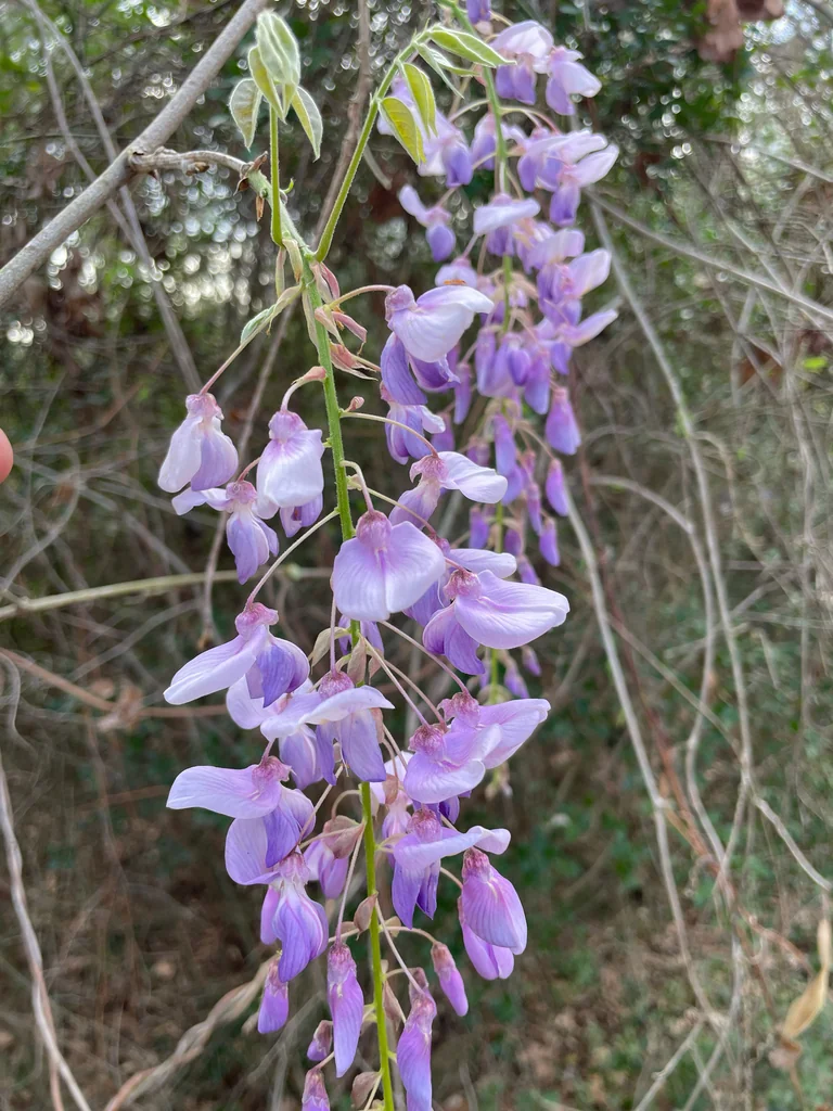 Wisteria Sinensis