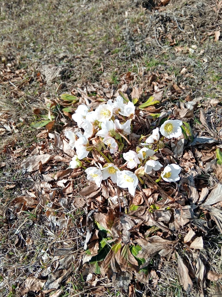Helleborus Niger