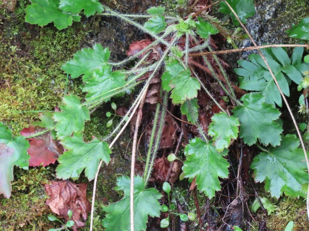 Heuchera Micrantha