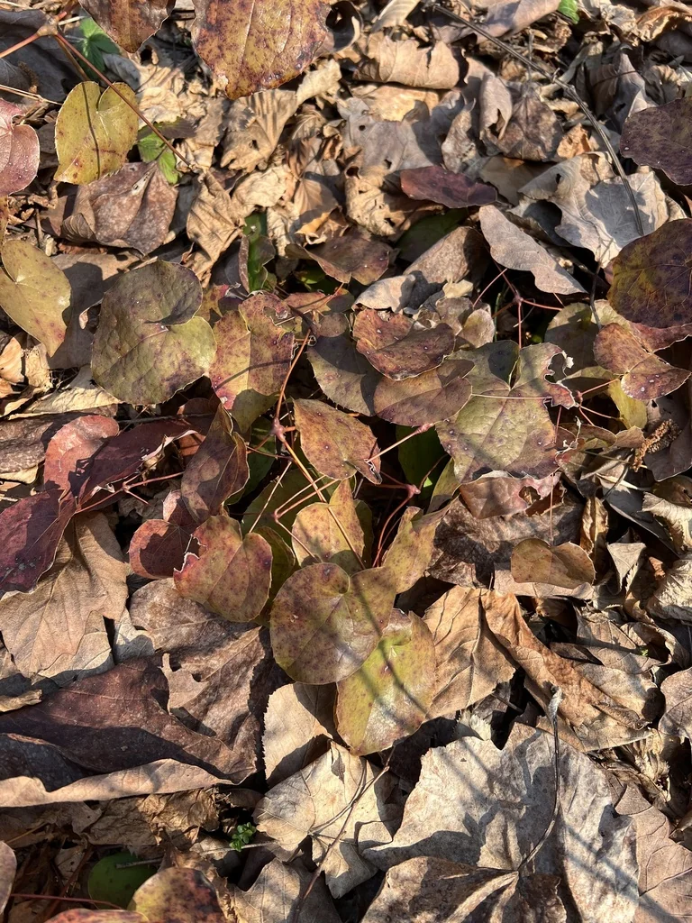 Epimedium Alpinum