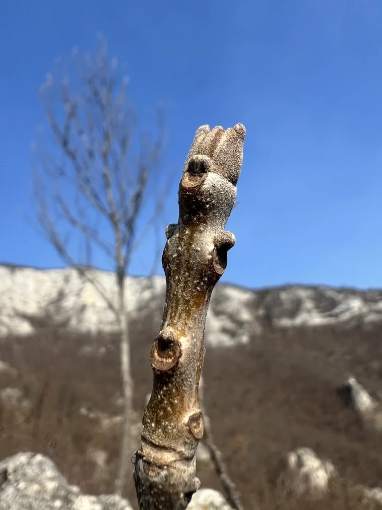 Fraxinus Ornus