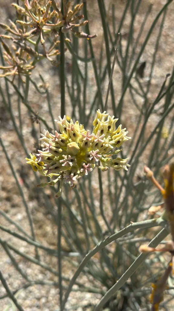 Asclepias Subulata