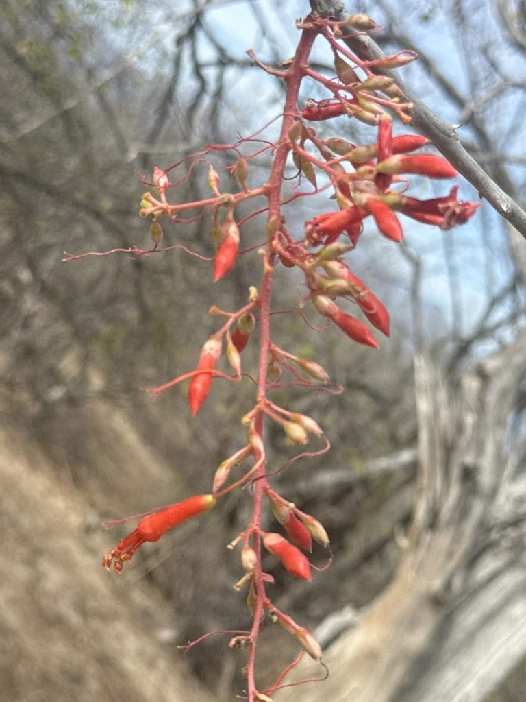 Fouquieria Diguetii