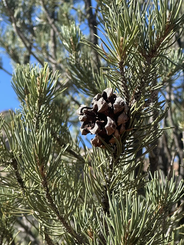 Pinus Edulis