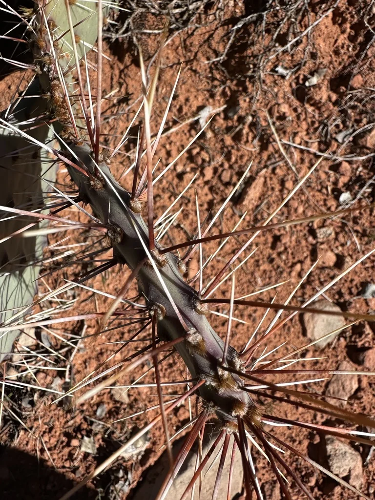 Opuntia Phaeacantha