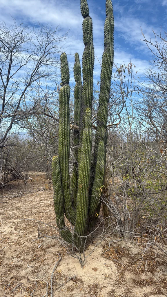 Stenocereus Thurberi