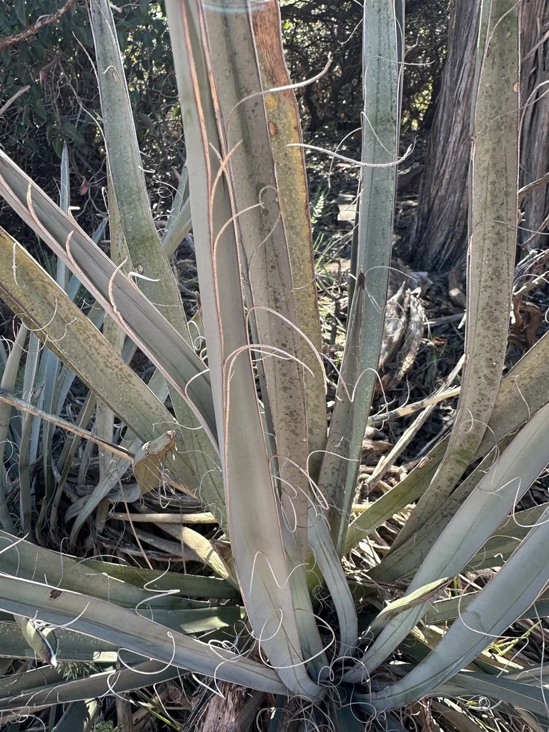 Yucca Baccata