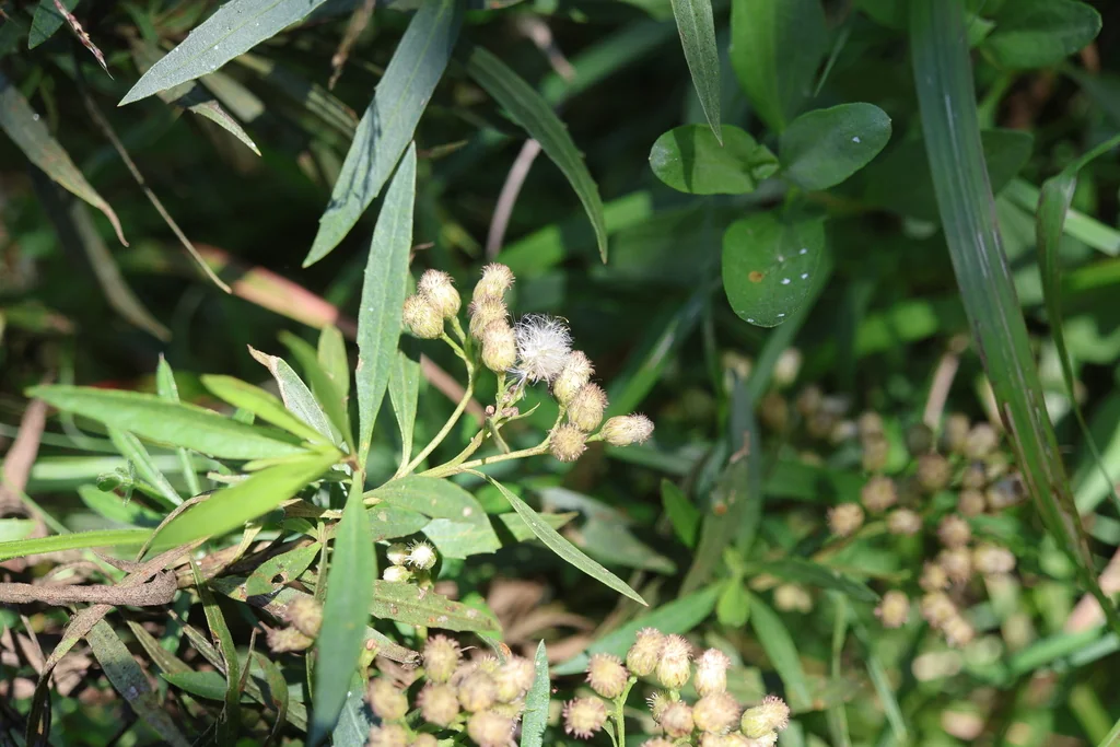 Baccharis Salicifolia