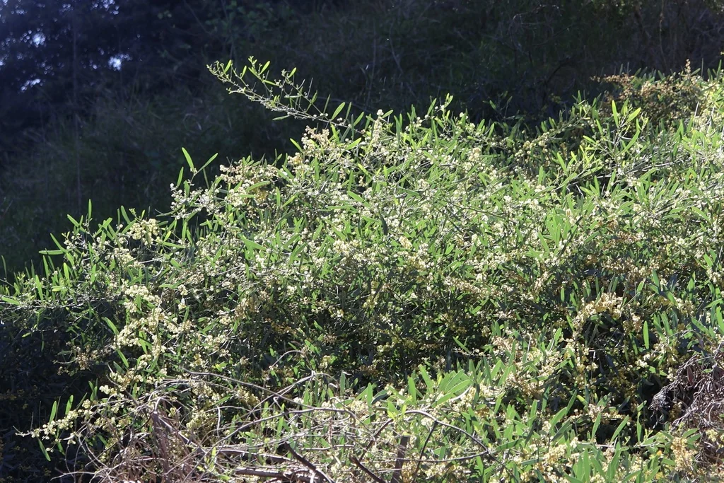 Acacia Redolens