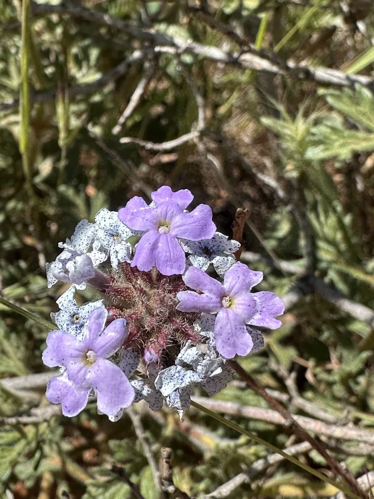 Verbena Gooddingii