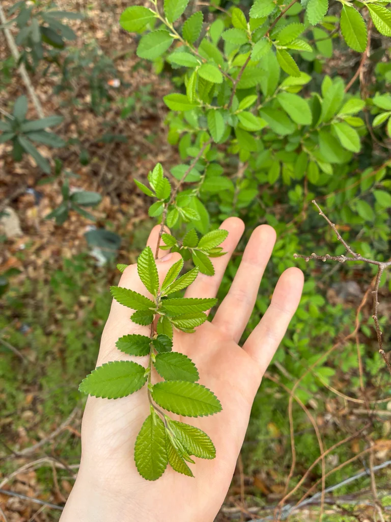 Ulmus Parvifolia