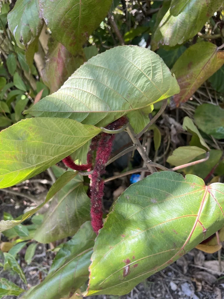 Acalypha hispida