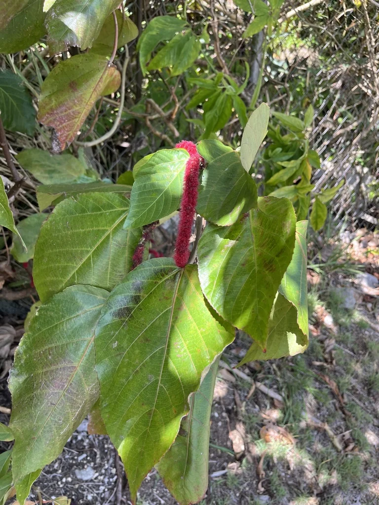 Acalypha hispida