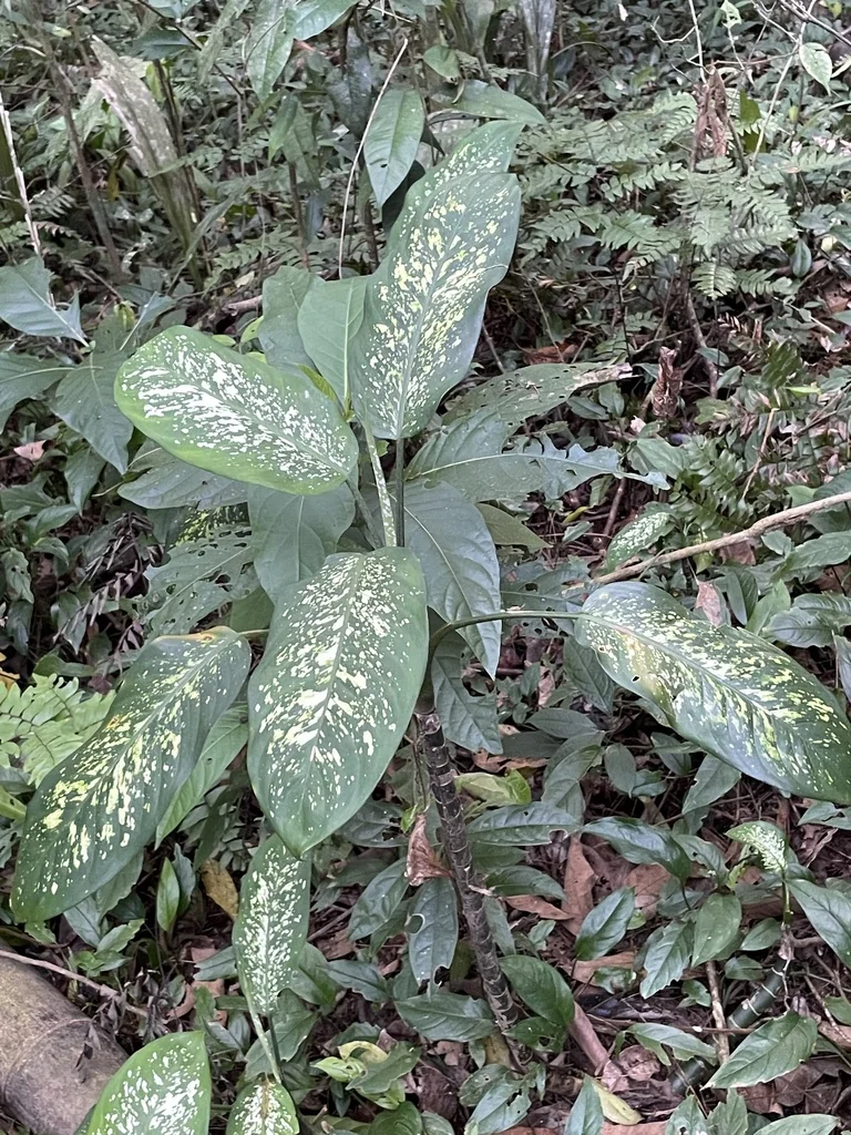 Dieffenbachia Maculata