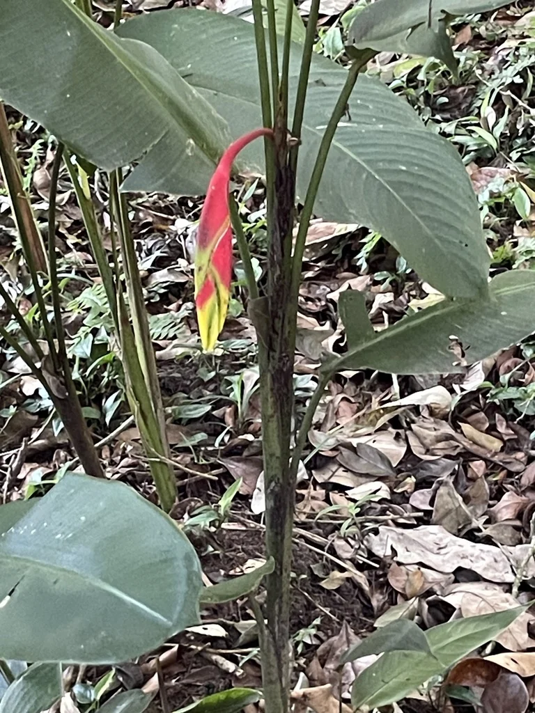 Heliconia Rostrata