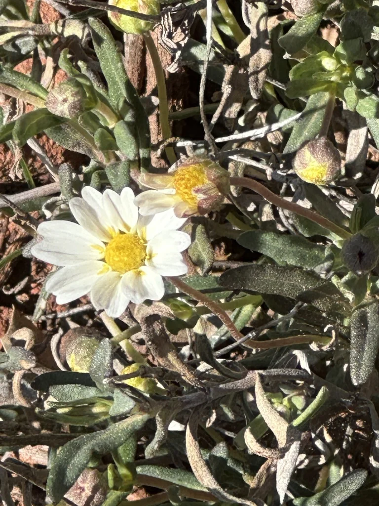 Melampodium Leucanthum