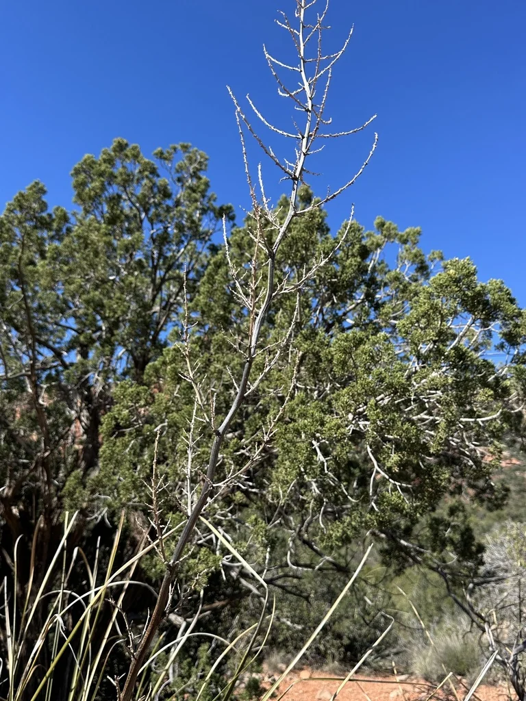 Nolina microcarpa