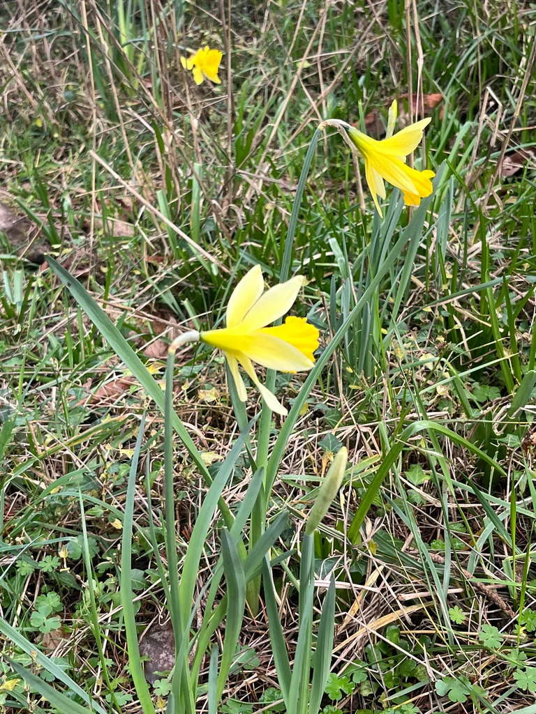 Narcissus Pseudonarcissus