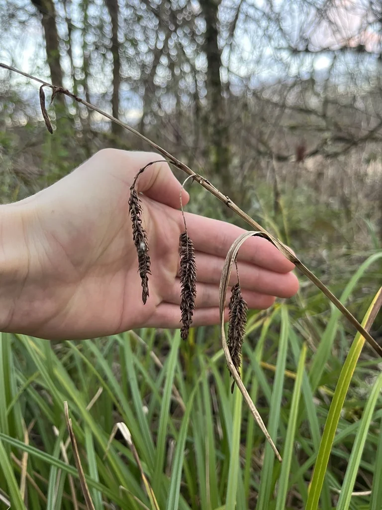 Carex Obnupta