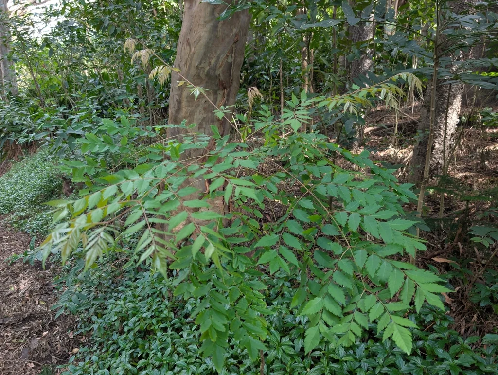 Koelreuteria Elegans