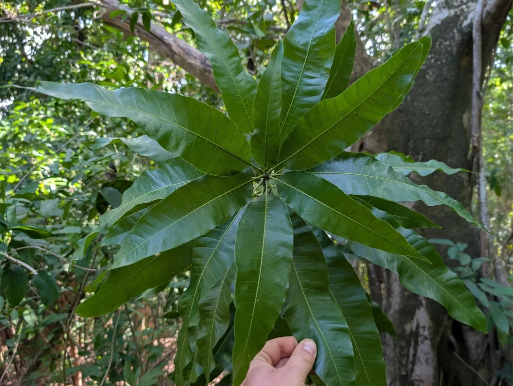 Mangifera indica