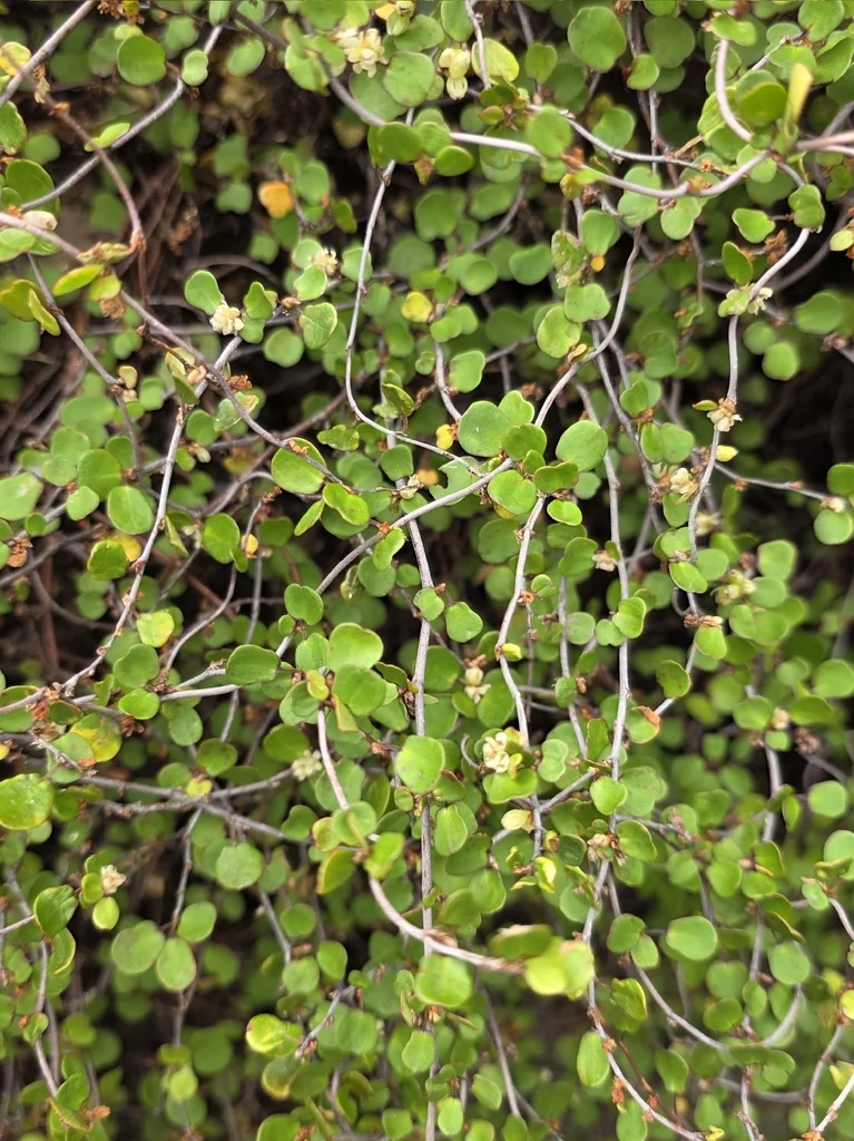 Muehlenbeckia complexa