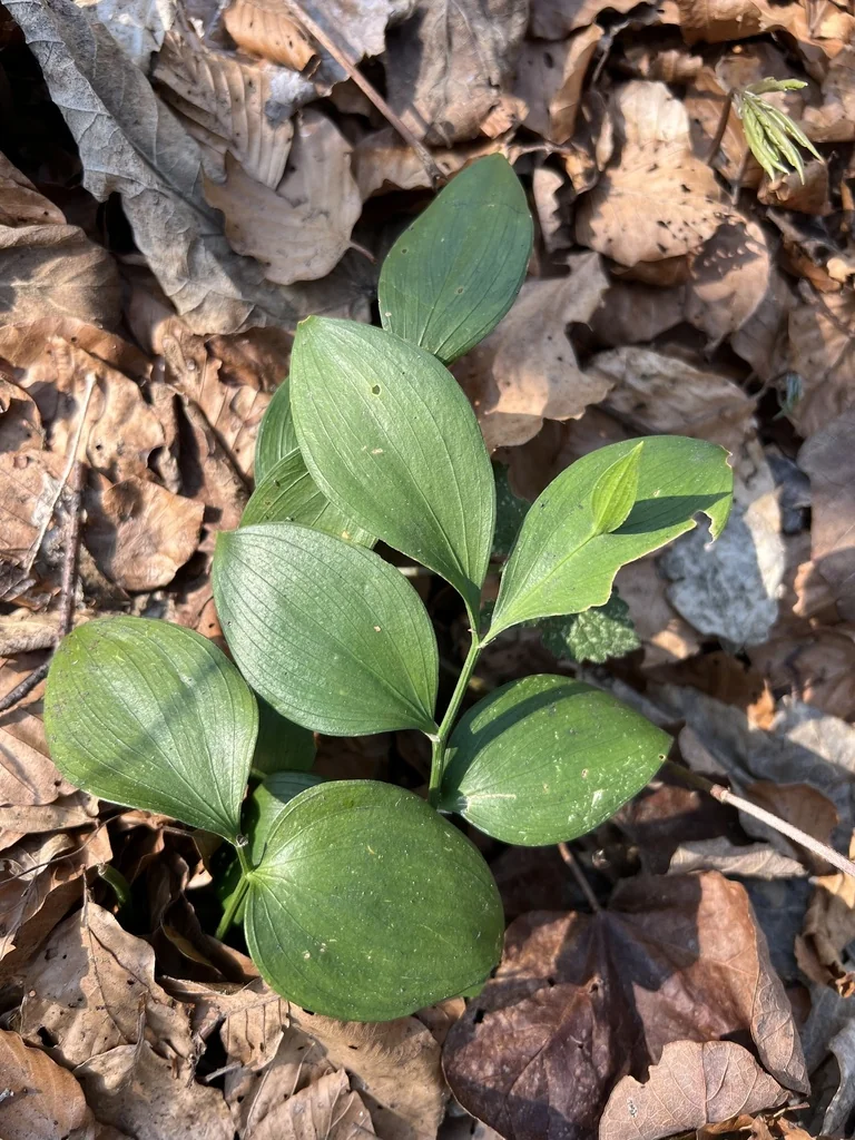 Ruscus Hypoglossum
