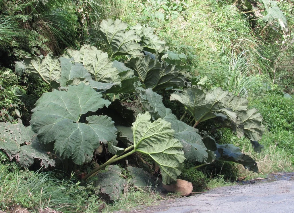 Gunnera Manicata