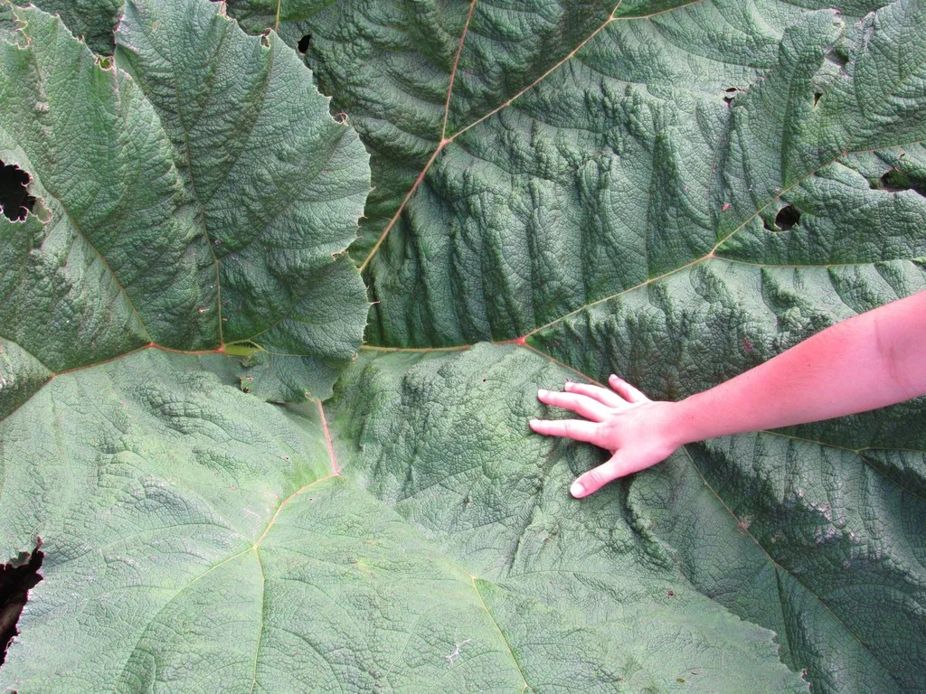Gunnera Manicata