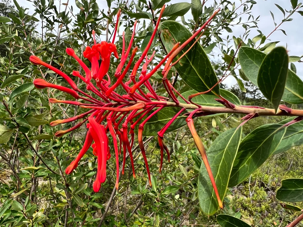 Embothrium Coccineum