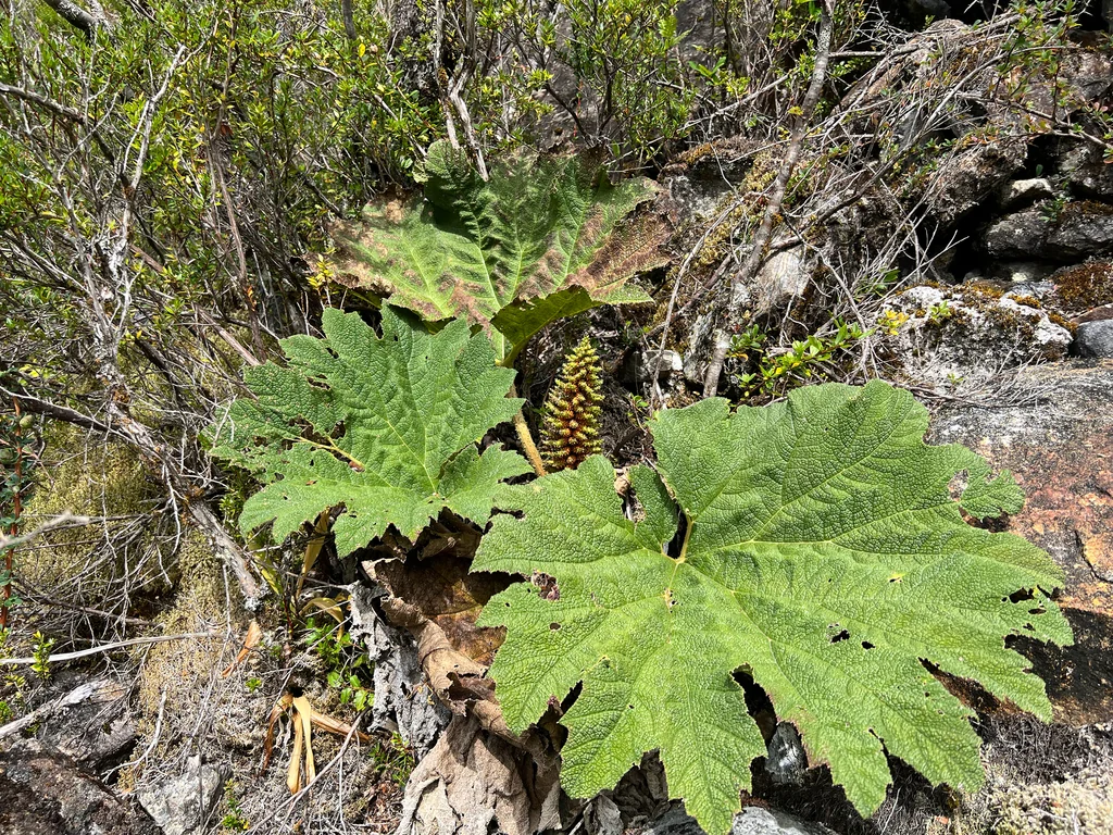 Gunnera Tinctoria